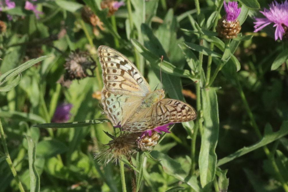 Cardinal (Le), Pandora (Le), Nacré turquoise (Le) Argynnis pandora (Denis & Schiffermüller, 1775)