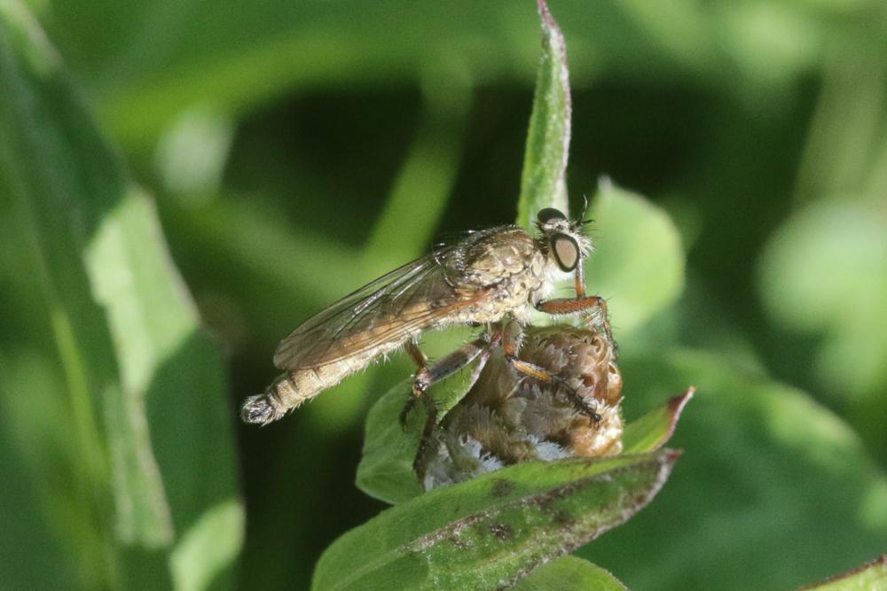  Tolmerus cingulatus (Fabricius, 1781)