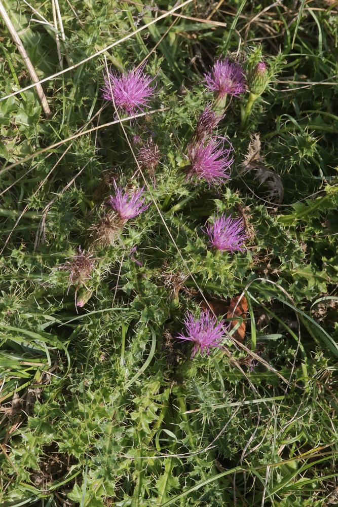 Cirse sans tige Cirsium acaulon (L.) Scop., 1769