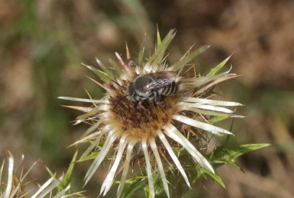  Megachile pilidens Alfken, 1924