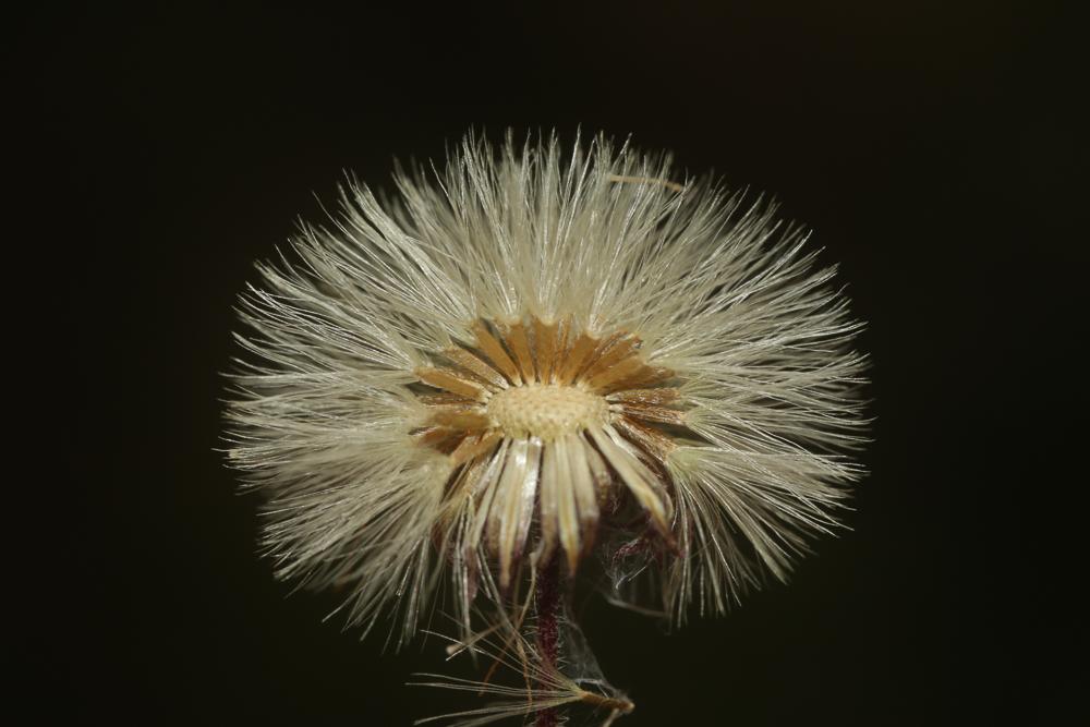 Vergerette acre, Érigeron âcre Erigeron acris L., 1753