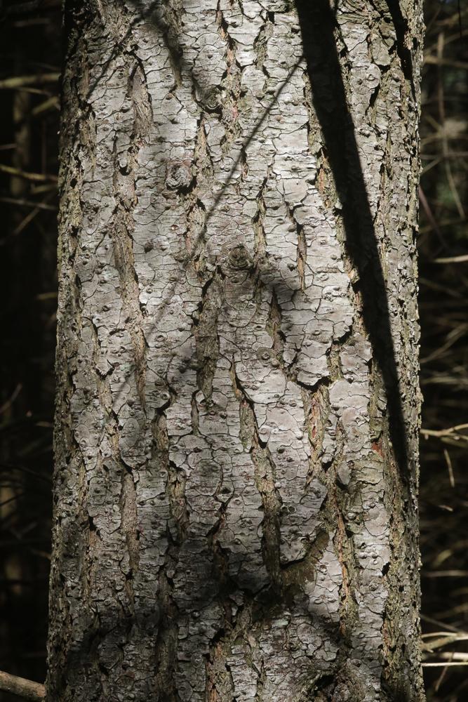 Le Sapin de Douglas, Pin de l'Orégon Pseudotsuga menziesii (Mirb.) Franco, 1950