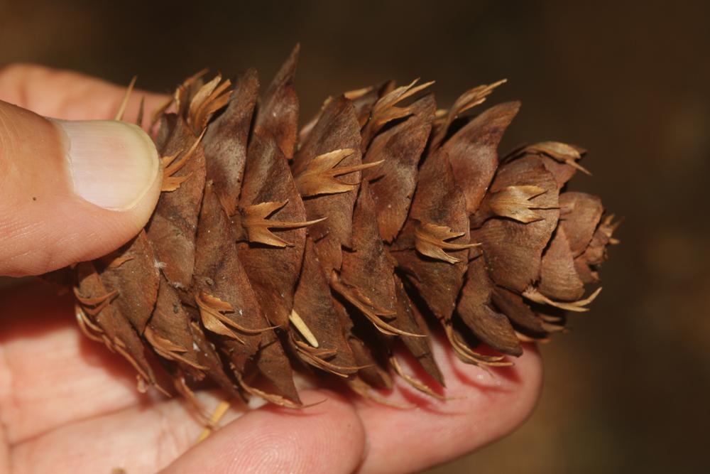 Le Sapin de Douglas, Pin de l'Orégon Pseudotsuga menziesii (Mirb.) Franco, 1950