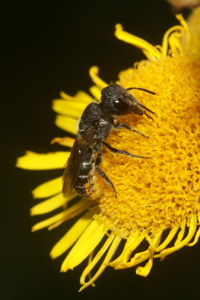  Heriades truncorum (Linnaeus, 1758)