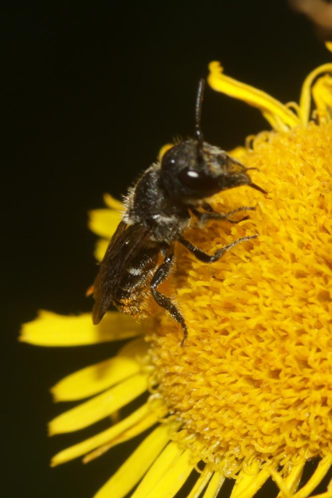 Le  Heriades truncorum (Linnaeus, 1758)