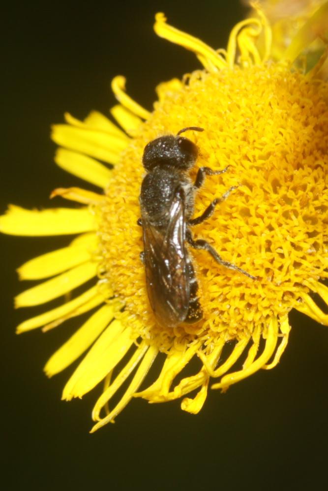 Le  Heriades truncorum (Linnaeus, 1758)