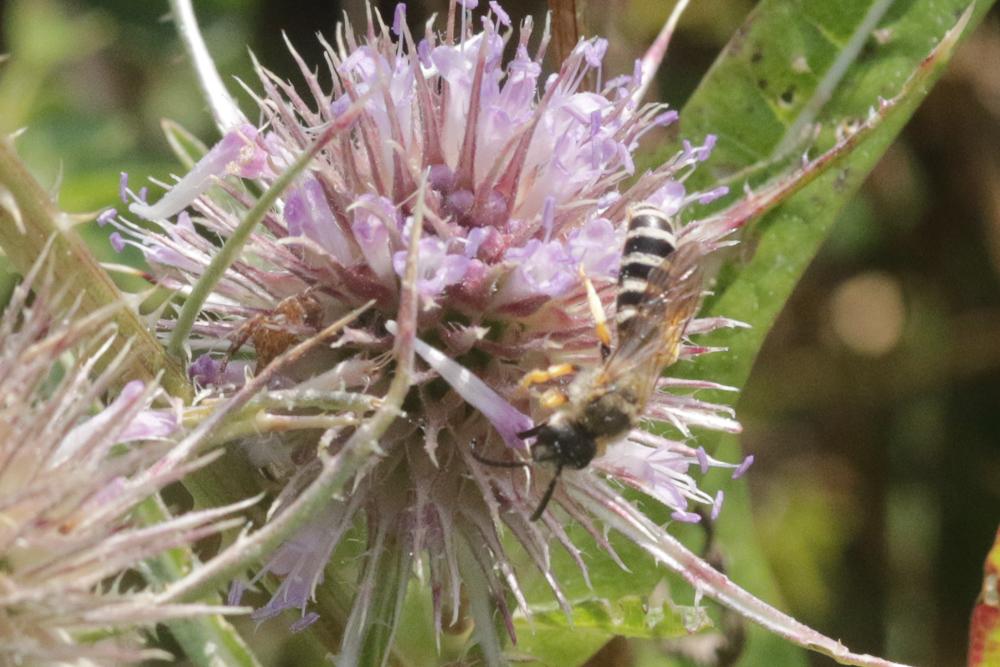  Halictus scabiosae (Rossi, 1790)