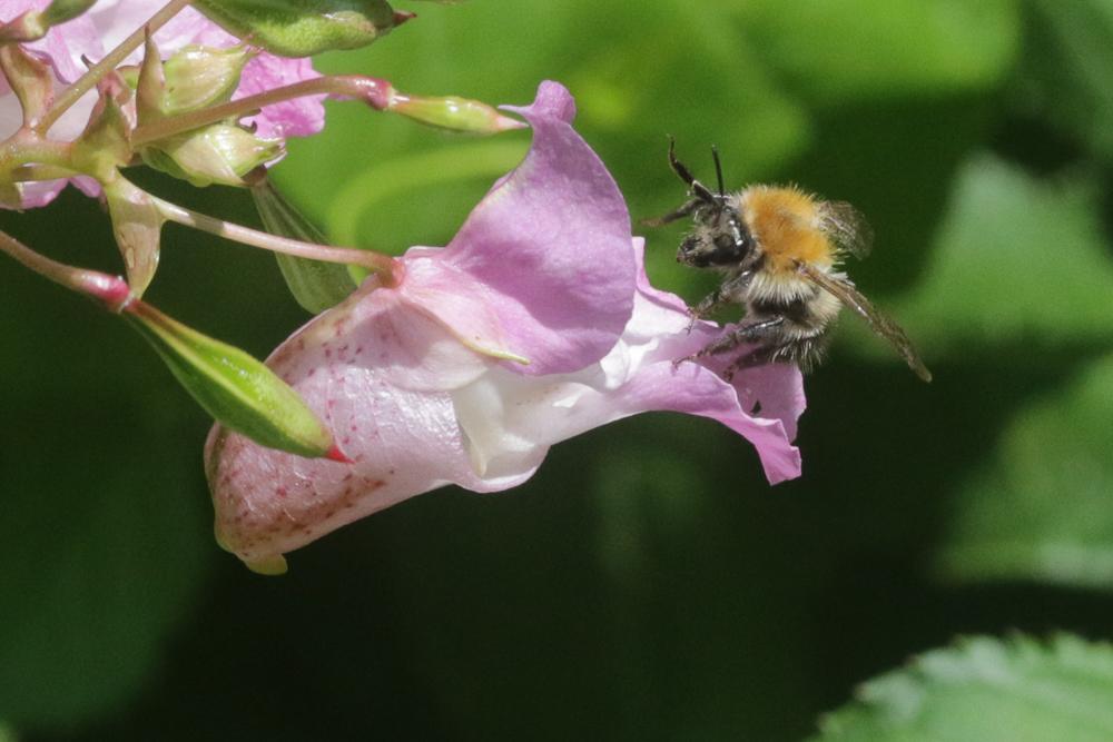 Le Bourdon des champs Bombus pascuorum (Scopoli, 1763)