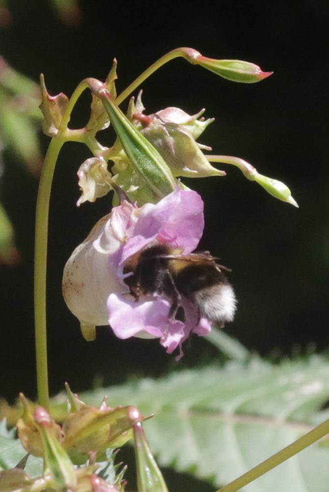 Le Bourdon terrestre (Le) Bombus terrestris (Linnaeus, 1758)