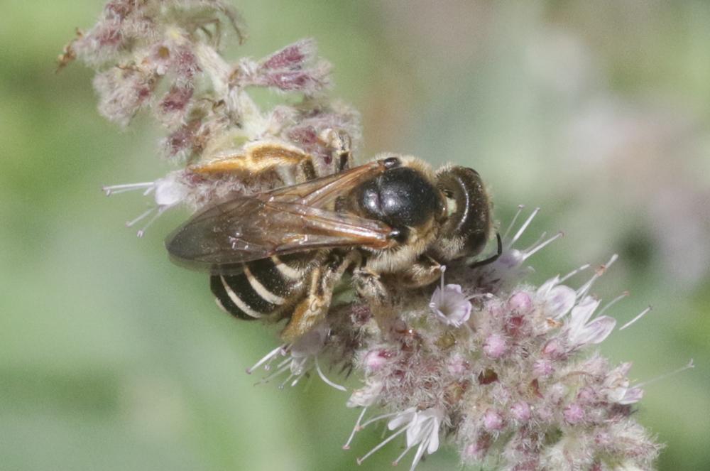  Halictus quadricinctus (Fabricius, 1776)