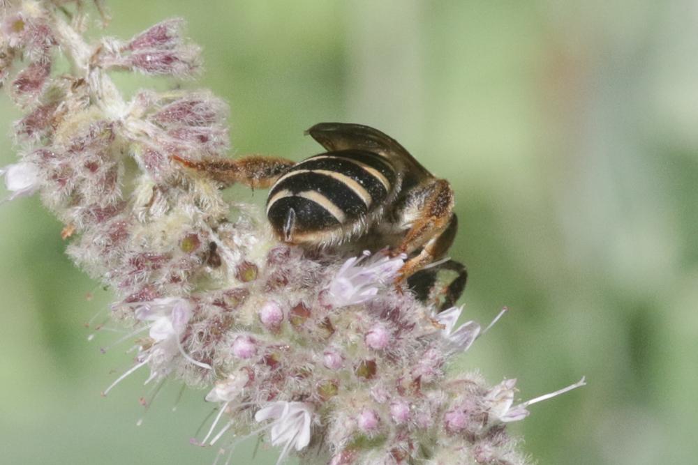 Le  Halictus quadricinctus (Fabricius, 1776)