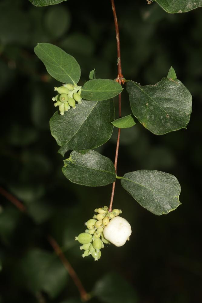 La Symphorine à fruits blancs, Symphorine à grappes Symphoricarpos albus (L.) S.F.Blake, 1914