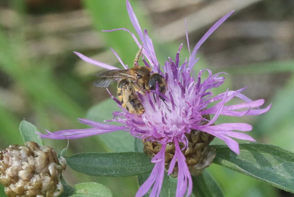  Halictus scabiosae (Rossi, 1790)