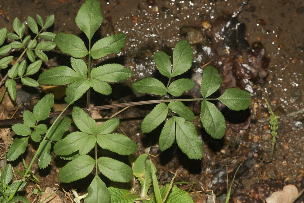 Angélique sauvage, Angélique sylvestre, Impératoir Angelica sylvestris L., 1753