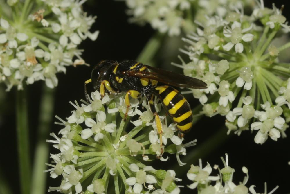  Ectemnius cephalotes (Olivier, 1792)