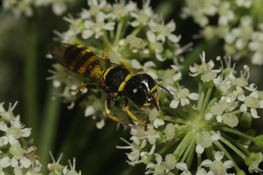  Ectemnius cephalotes (Olivier, 1792)