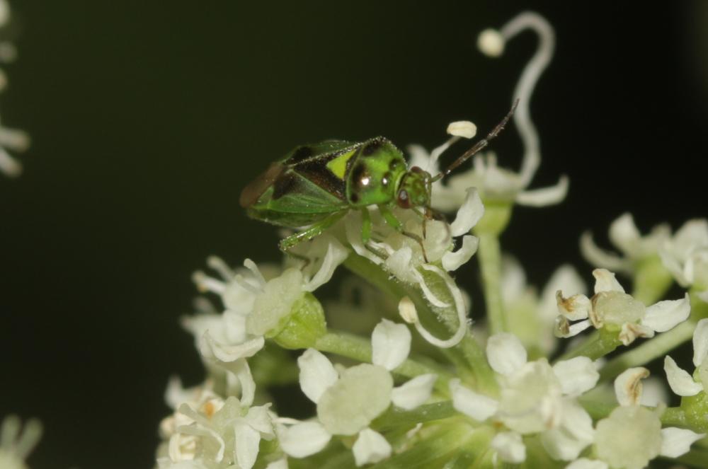 Le  Orthops campestris (Linnaeus, 1758)