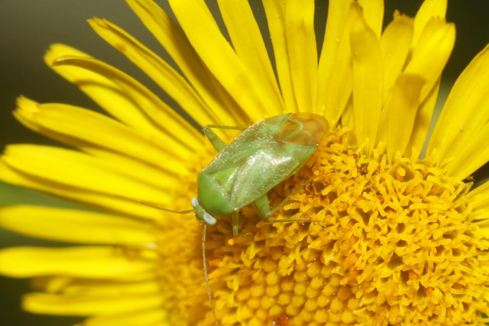 Punaise verte des pousses Lygocoris pabulinus (Linnaeus, 1760)