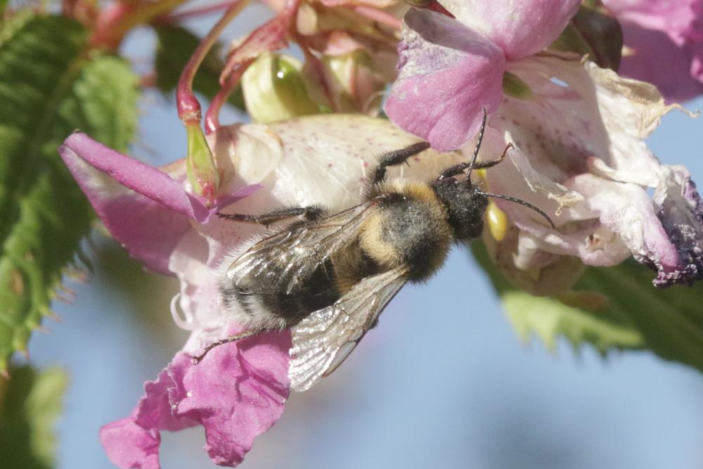 Psithyre barbu Bombus barbutellus (Kirby, 1802)