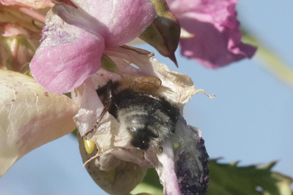 Psithyre barbu Bombus barbutellus (Kirby, 1802)