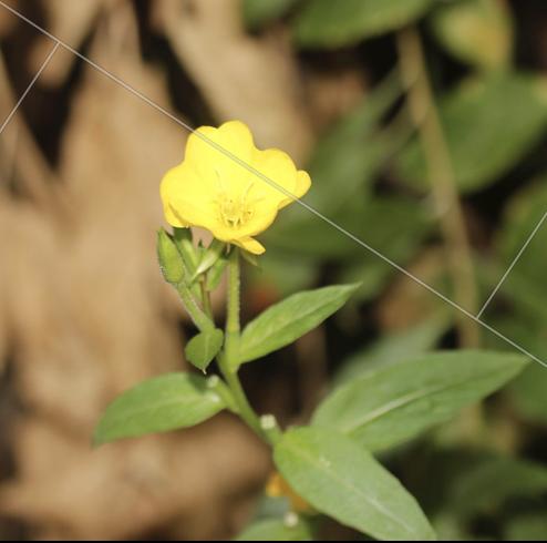 Le Onagre de Chicago Oenothera pycnocarpa G.F.Atk. & Bartlett, 1913