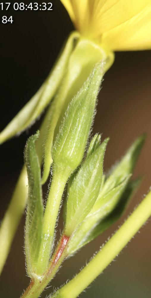 Le Onagre de Chicago Oenothera pycnocarpa G.F.Atk. & Bartlett, 1913