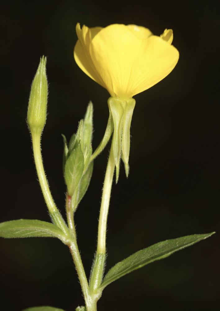 Le Onagre de Chicago Oenothera pycnocarpa G.F.Atk. & Bartlett, 1913