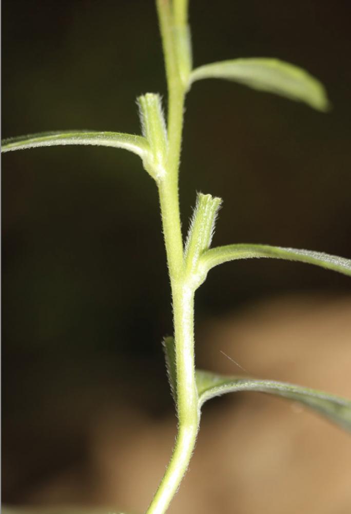 Le Onagre de Chicago Oenothera pycnocarpa G.F.Atk. & Bartlett, 1913