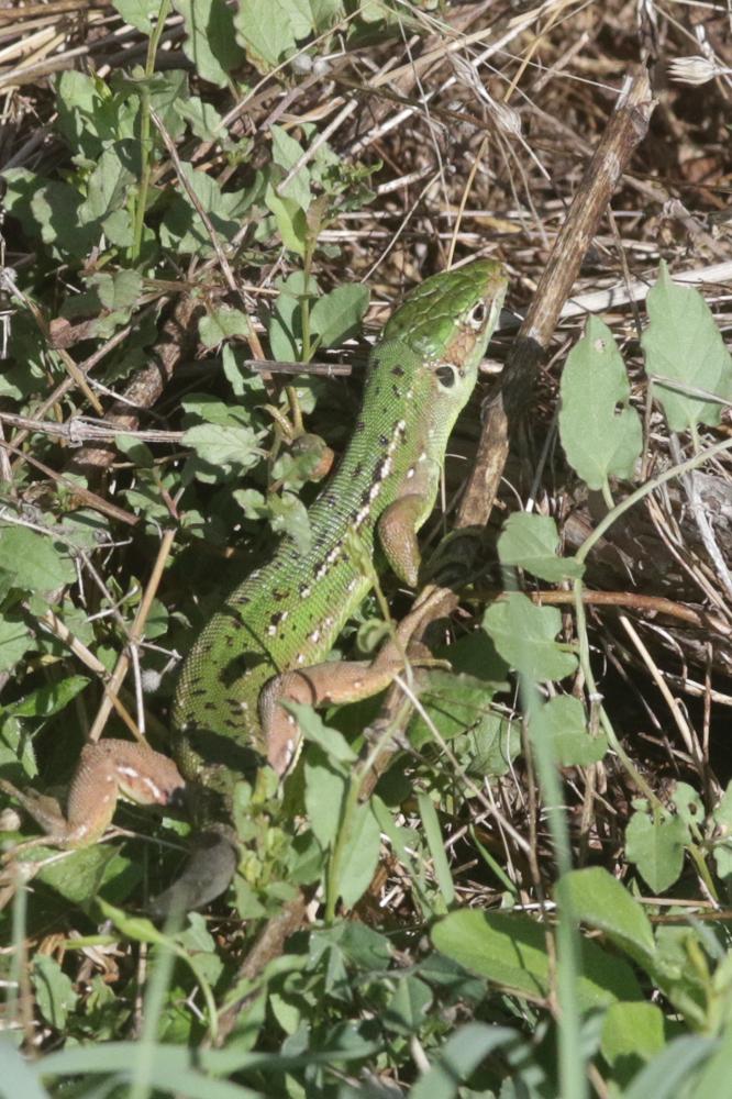 Lézard vert Lacerta bilineata Daudin, 1802