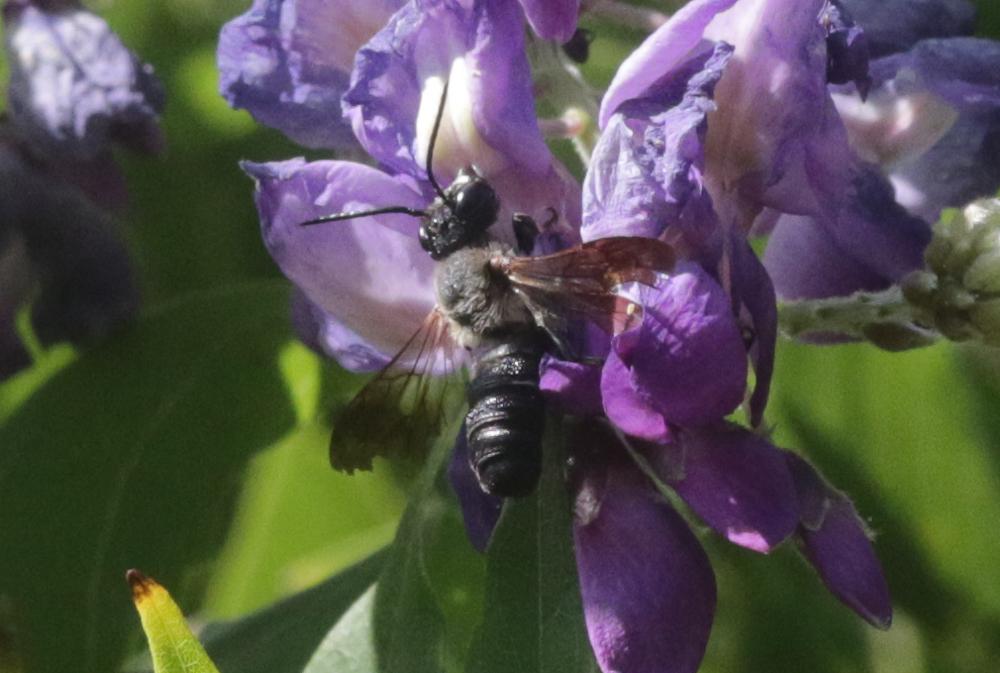 Le  Megachile sculpturalis Smith, 1853