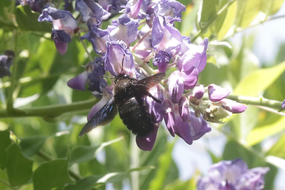 Abeille charpentière, Xylocope violet Xylocopa violacea (Linnaeus, 1758)