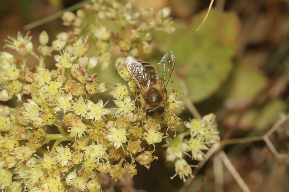 Abeille domestique, Abeille européenne, Abeille me Apis mellifera Linnaeus, 1758