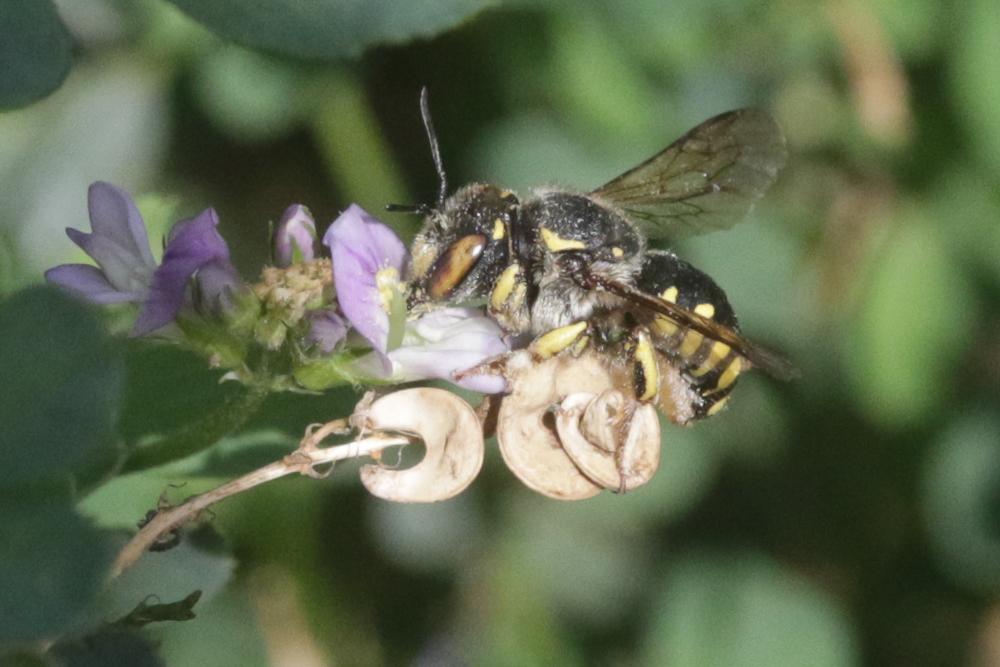 Le  Anthidium florentinum (Fabricius, 1775)