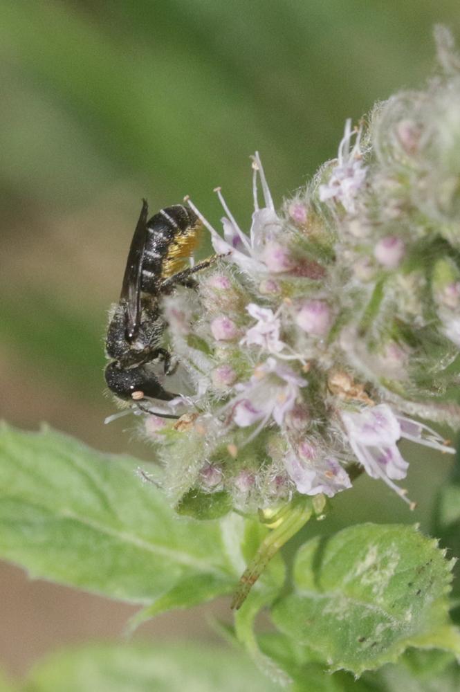 Le  Heriades truncorum (Linnaeus, 1758)