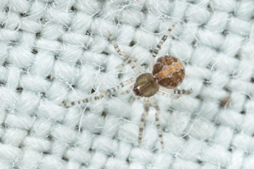  Theridion Walckenaer, 1805