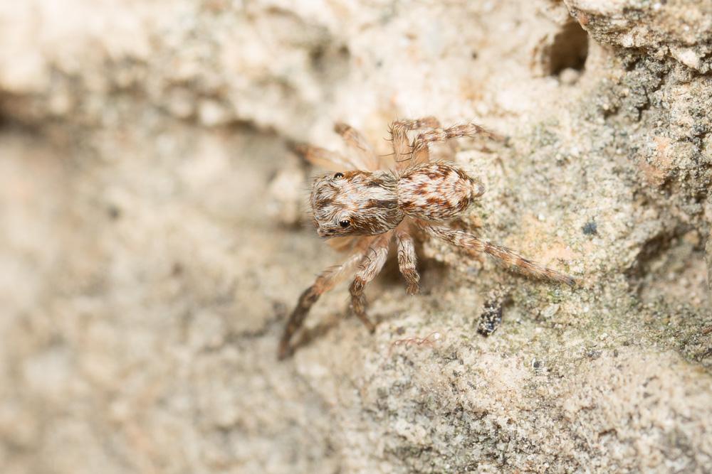 Le  Pseudeuophrys lanigera (Simon, 1871)