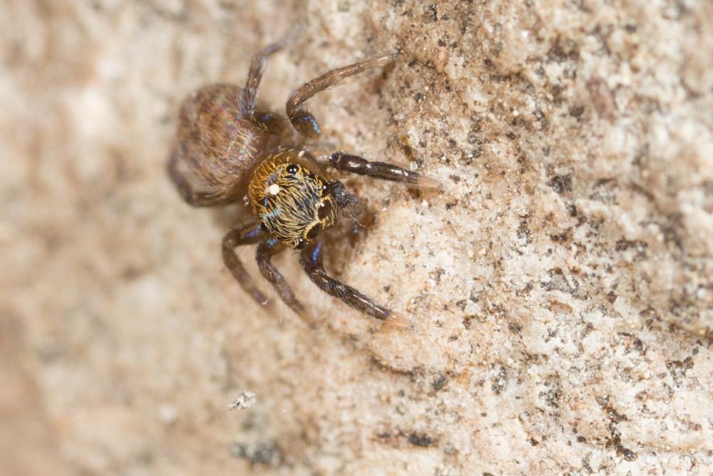  Euophrys frontalis (Walckenaer, 1802)