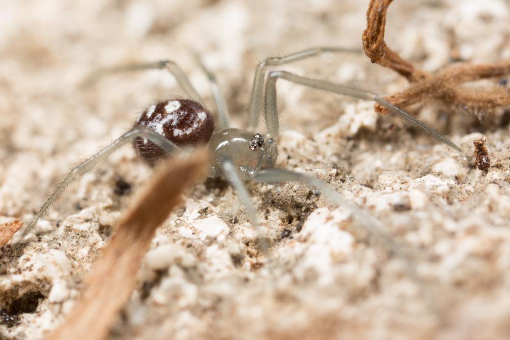 Le Stéatode domestique Steatoda grossa (C.L. Koch, 1838)