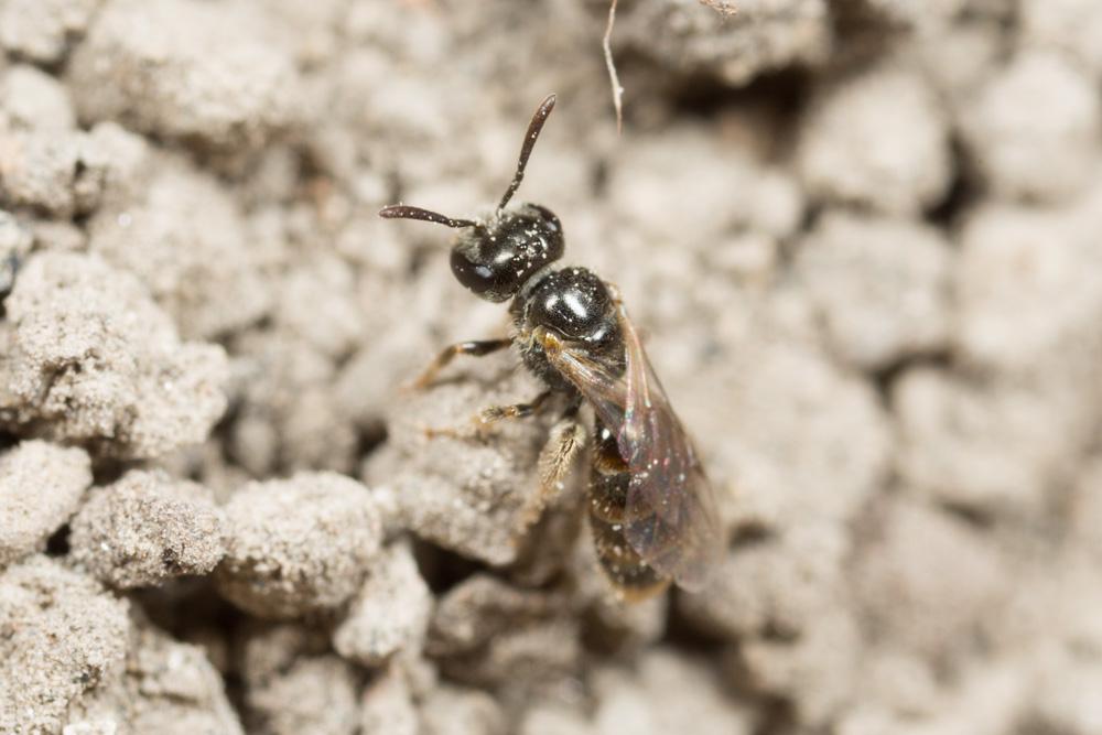 Le  sp. Lasioglossum Curtis, 1833 sp.