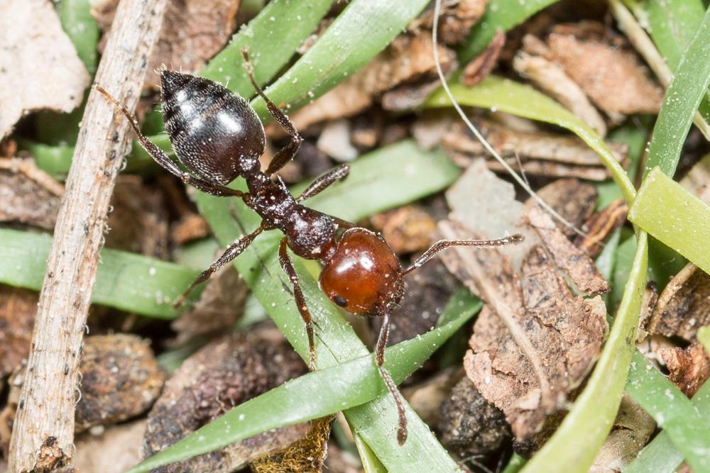  Crematogaster scutellaris (Olivier, 1792)