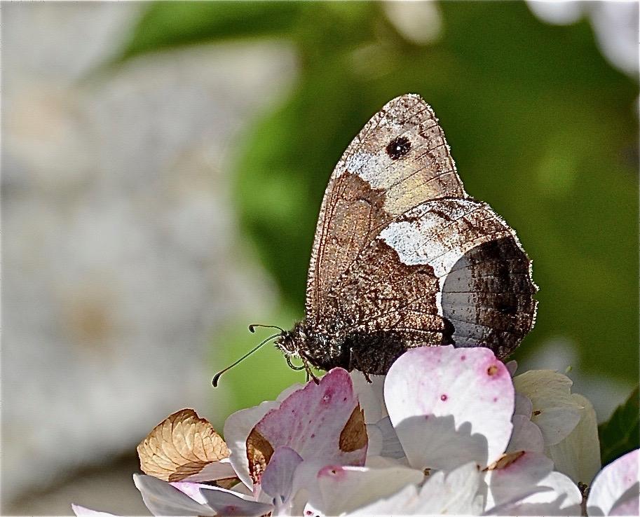 Sylvandre helvète (Le) Hipparchia genava (Fruhstorfer, 1908)