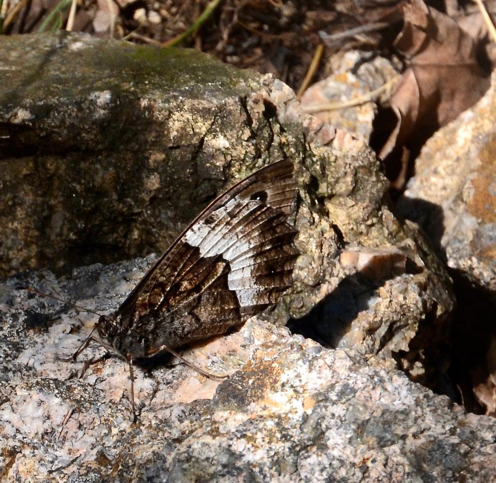 Sylvandre helvète (Le) Hipparchia genava (Fruhstorfer, 1908)