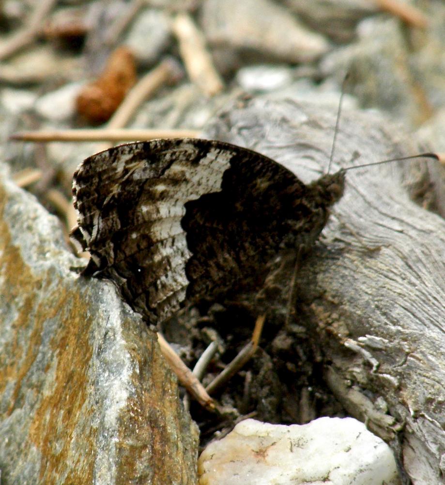 Sylvandre helvète (Le) Hipparchia genava (Fruhstorfer, 1908)