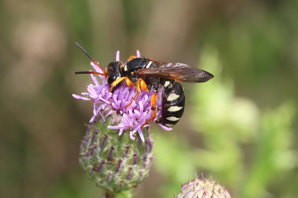  Cerceris interrupta (Panzer, 1799)