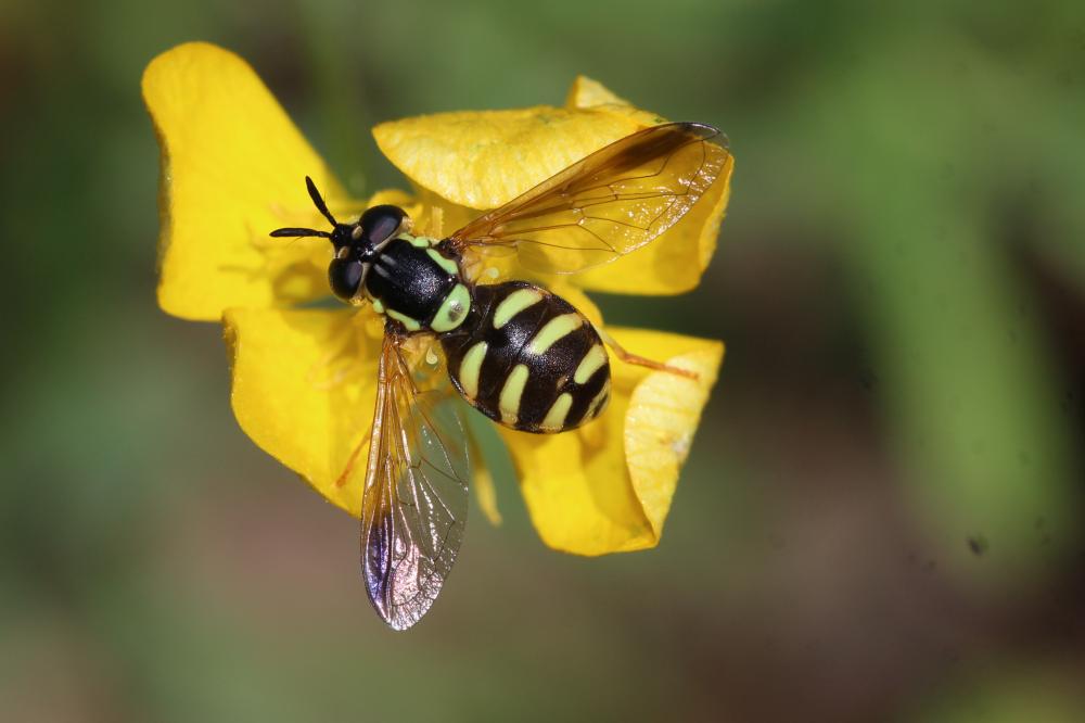  Chrysotoxum intermedium (Meigen, 1822)