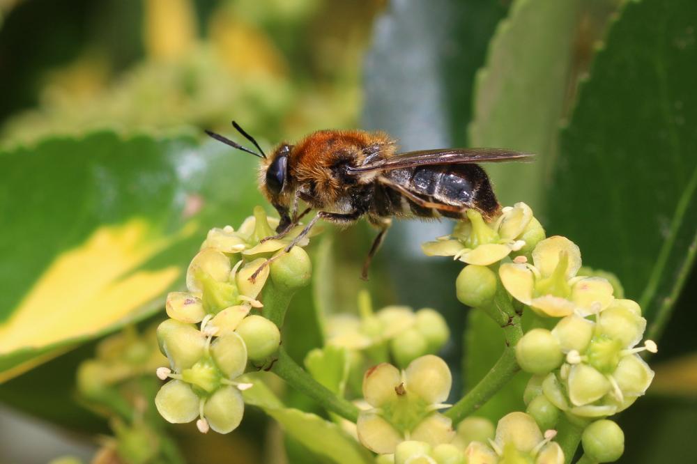  Stratiomys longicornis (Scopoli, 1763)