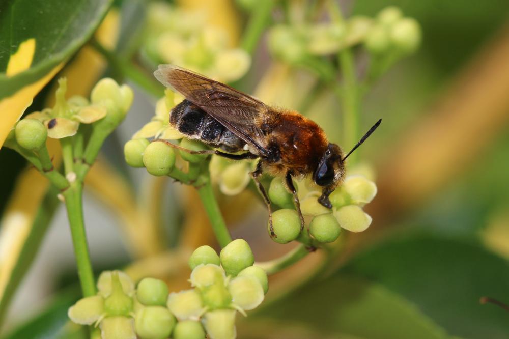  Stratiomys longicornis (Scopoli, 1763)