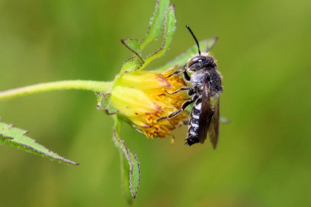  Coelioxys Latreille, 1809