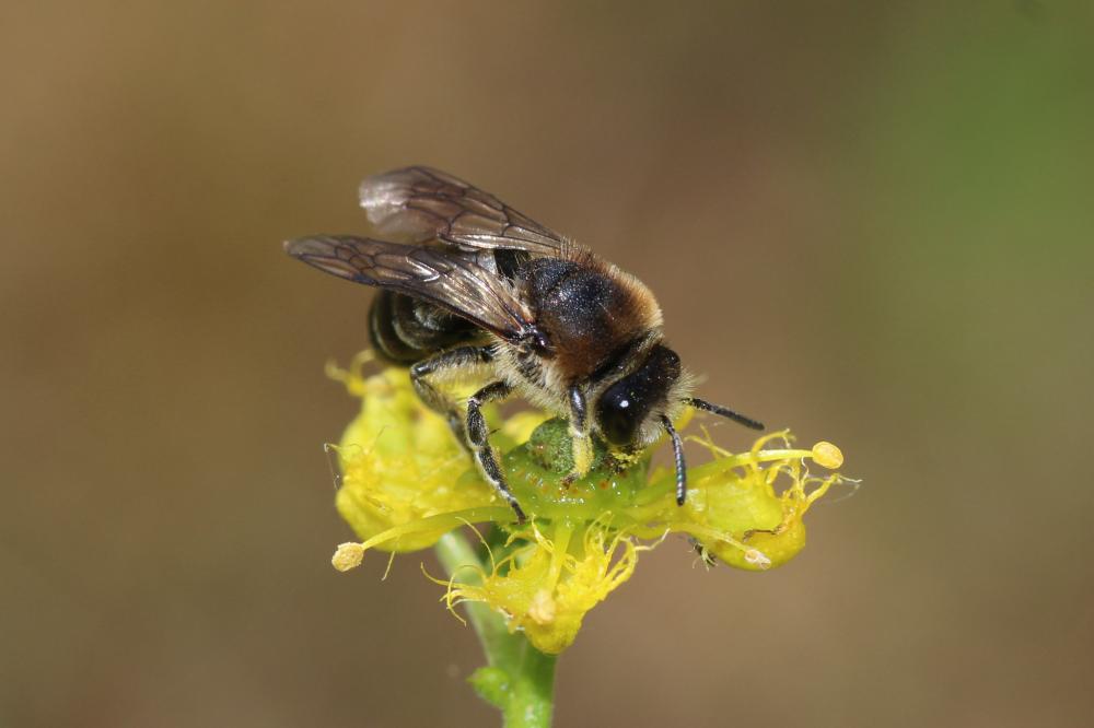  Colletes Latreille, 1802