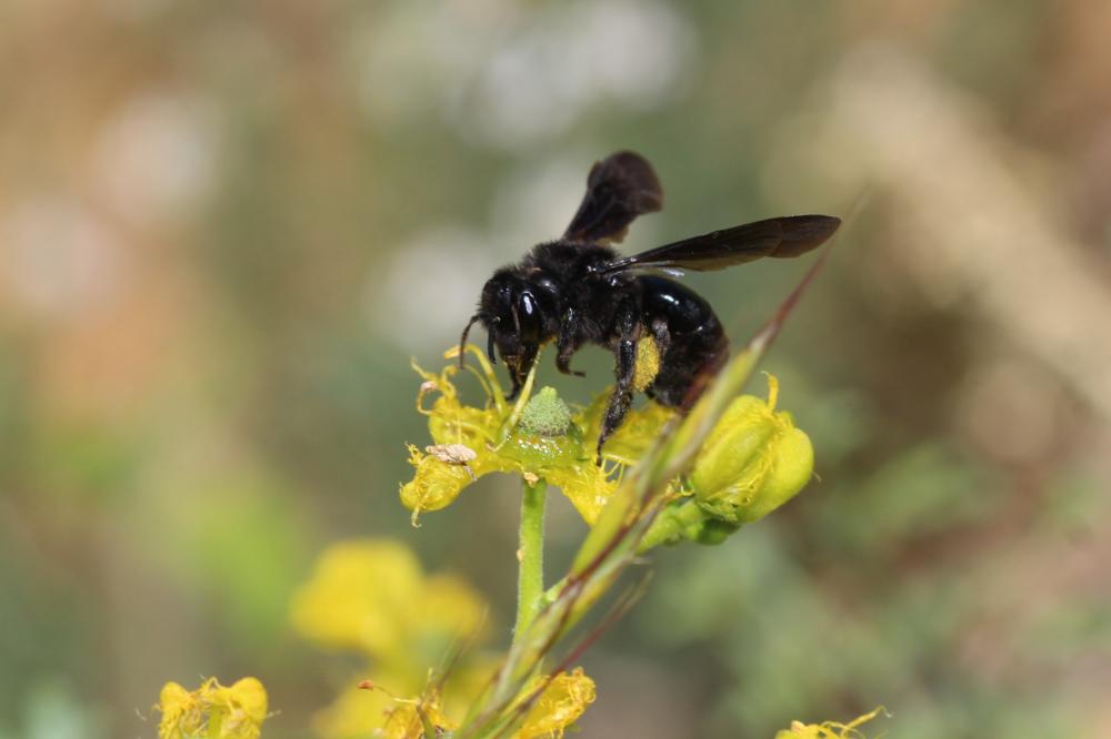 Le Xylocope irisé Xylocopa iris (Christ, 1791)